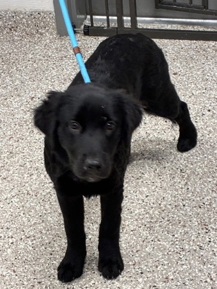 Shelter Stray Female Dog last seen exit 14 n bound, County/Unicorporated, NC, 1491 Business Park Ct, Gastonia, NC 28052, USA