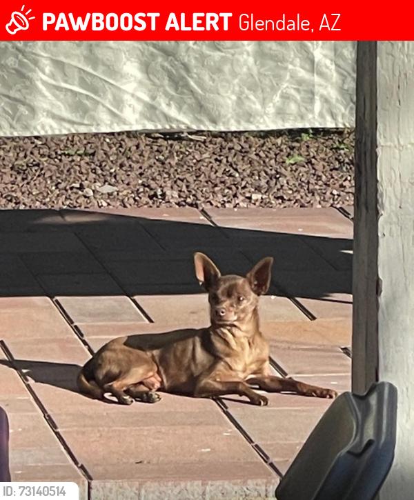 Lost Male Dog last seen Near w Mohawk ln AZ, Glendale, AZ 85308