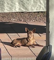 Lost Male Dog last seen Near w Mohawk ln AZ, Glendale, AZ 85308