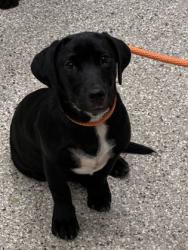 Shelter Stray Male Dog last seen exit 14 n bound, County/Unicorporated, NC, 1491 Business Park Ct, Gastonia, NC 28052, USA