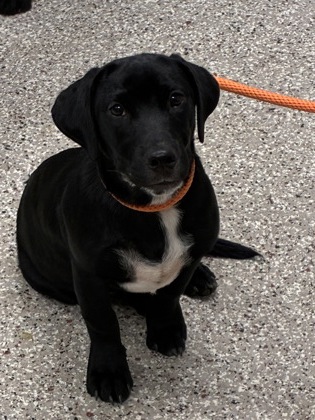Shelter Stray Male Dog last seen exit 14 n bound, County/Unicorporated, NC, 1491 Business Park Ct, Gastonia, NC 28052, USA