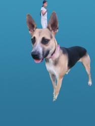 Reunited Male Dog last seen Rivergate Shopping Center, Charlotte, NC 28273