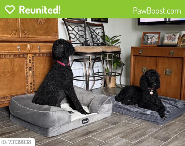 Reunited Female Dog last seen Potranco Ranch, 136 Lost Crk, Castroville, TX 78009, USA, Castroville, TX 78009