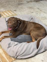 Reunited Female Dog last seen Research Forest and Crownridge Dr., Spring, TX 77382