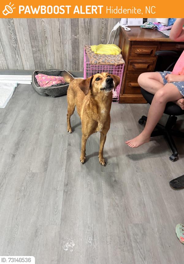 Found/Stray Female Dog last seen Exxon Hiddenite, Hiddenite, NC 28636
