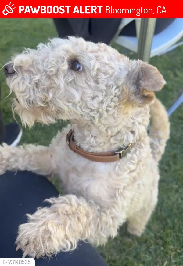 Lost Male Dog last seen Green Acres Memorial Park, Bloomington, CA 92316