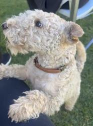 Lost Male Dog last seen Green Acres Memorial Park, Bloomington, CA 92316