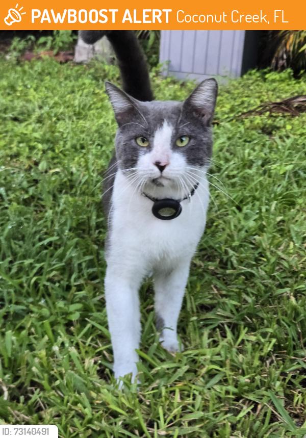 Found/Stray Male Cat last seen 47th Ave, Winston Park, Coconut Creek, Coconut Creek, FL 33073
