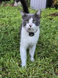 Found/Stray Male Cat last seen 47th Ave, Winston Park by Lions Road, Coconut Creek, Coconut Creek, FL 33073