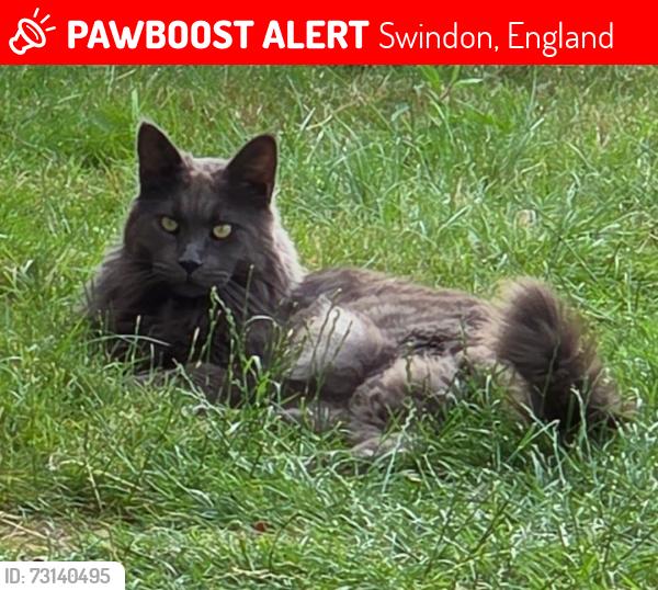 Lost Male Cat last seen Windsor Road, Swindon, England 