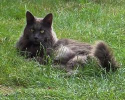 Lost Male Cat last seen Windsor Road, Swindon, England 