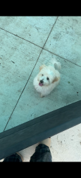 Lost Female Dog last seen Near Sheridan 76134, Fort Worth, TX 76134