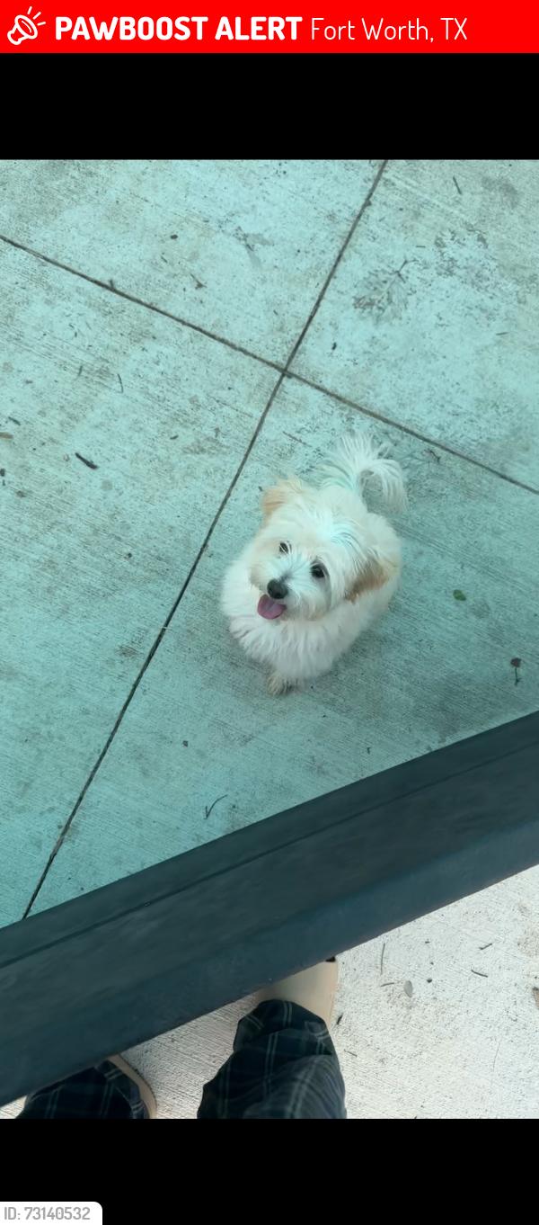 Lost Female Dog last seen Near Sheridan 76134, Fort Worth, TX 76134