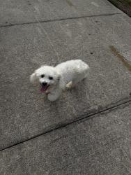 Reunited Female Dog last seen E Fort King St & SE 31st Ave, Ocala, FL 34471