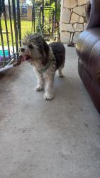 Reunited Female Dog last seen Beverly blvd and garfield, Montebello, CA 90640