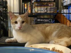 Found/Stray Unknown Cat last seen Fort Lane and Gentile, near CVS pharmacy, Layton, UT 84041