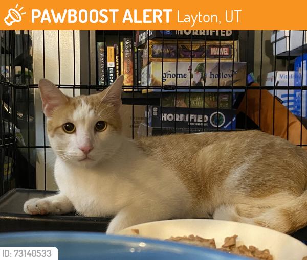Found/Stray Unknown Cat last seen Fort Lane and Gentile, near CVS pharmacy, Layton, UT 84041