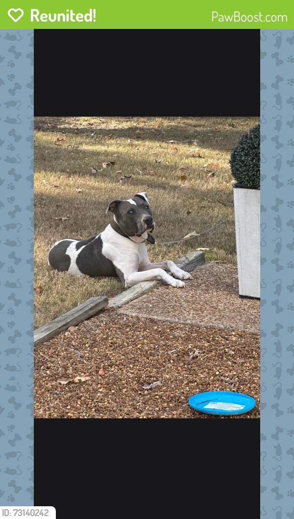 Reunited Male Dog last seen Joy Lynn Cove, Olive Branch, MS 38654, USA, Olive Branch, MS 38654