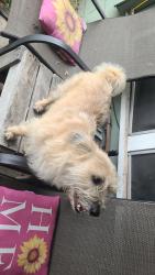 Reunited Male Dog last seen Goliad and Kate Schenck, San Antonio, TX 78223