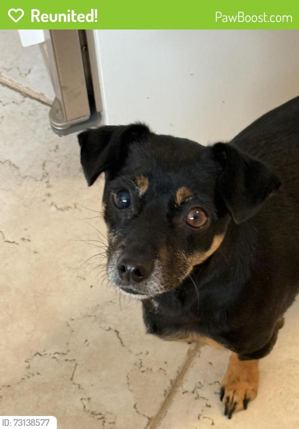 Reunited Female Dog last seen 33rd and Meade, San Diego, CA 92116