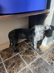 Found/Stray Unknown Dog last seen Yale Ave between mills and Columbia Ave Modesto CA, Modesto, CA 95350