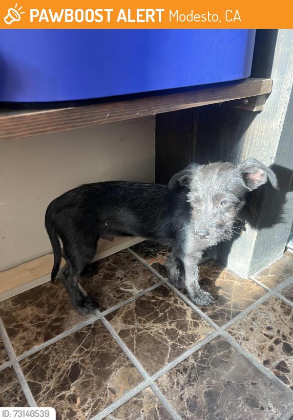 Found/Stray Unknown Dog last seen Yale Ave between mills and Columbia Ave Modesto CA, Modesto, CA 95350