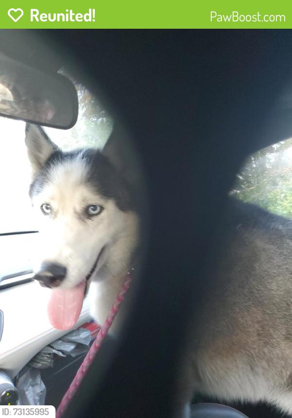 Reunited Female Dog last seen 65th and Hamlin, Chicago, IL 60629