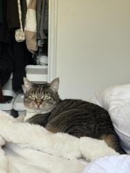 Reunited Female Cat last seen Houndshaven Way, Monterey Road, San Jose, CA 95111