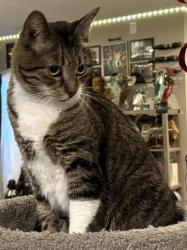 Reunited Female Cat last seen Chenago and Picadilly, Centennial, CO 80015