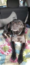 Reunited Male Dog last seen Rock Service Station Rd and Hwy 42, Raleigh, NC 27603