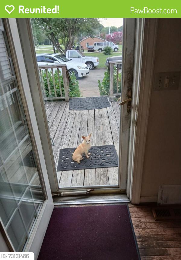 Reunited Unknown Dog last seen Kernersville rd, Winston-Salem, NC 27101