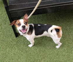 Shelter Stray Male Dog last seen Near Barkley Avenue, BRONX, NY, 10465, 326 E 110th St, New York, NY 10029, USA