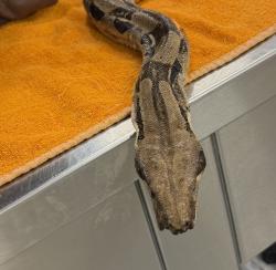 Shelter Stray Male Reptile last seen Near Springer Road, San Diego, CA, 92105, 5500 Gaines St, San Diego, CA 92110, USA
