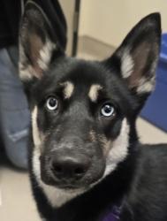 Shelter Stray Female Dog last seen Graves Avenue, El Cajon, CA, 92021, El Cajon, CA 92020, USA