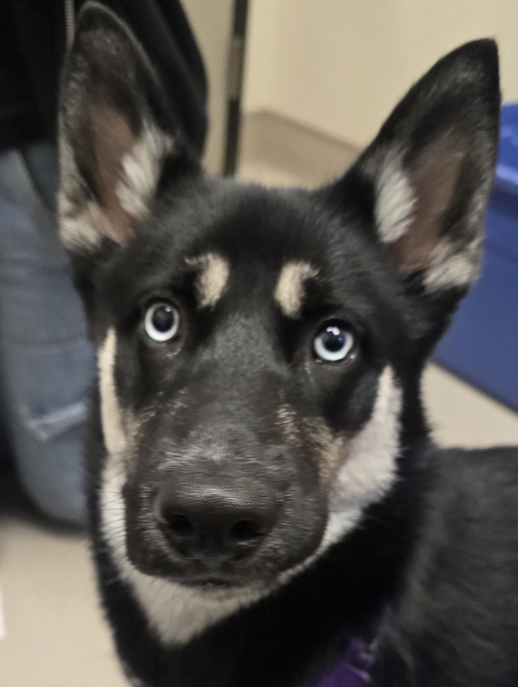 Shelter Stray Female Dog last seen Graves Avenue, El Cajon, CA, 92021, El Cajon, CA 92020, USA