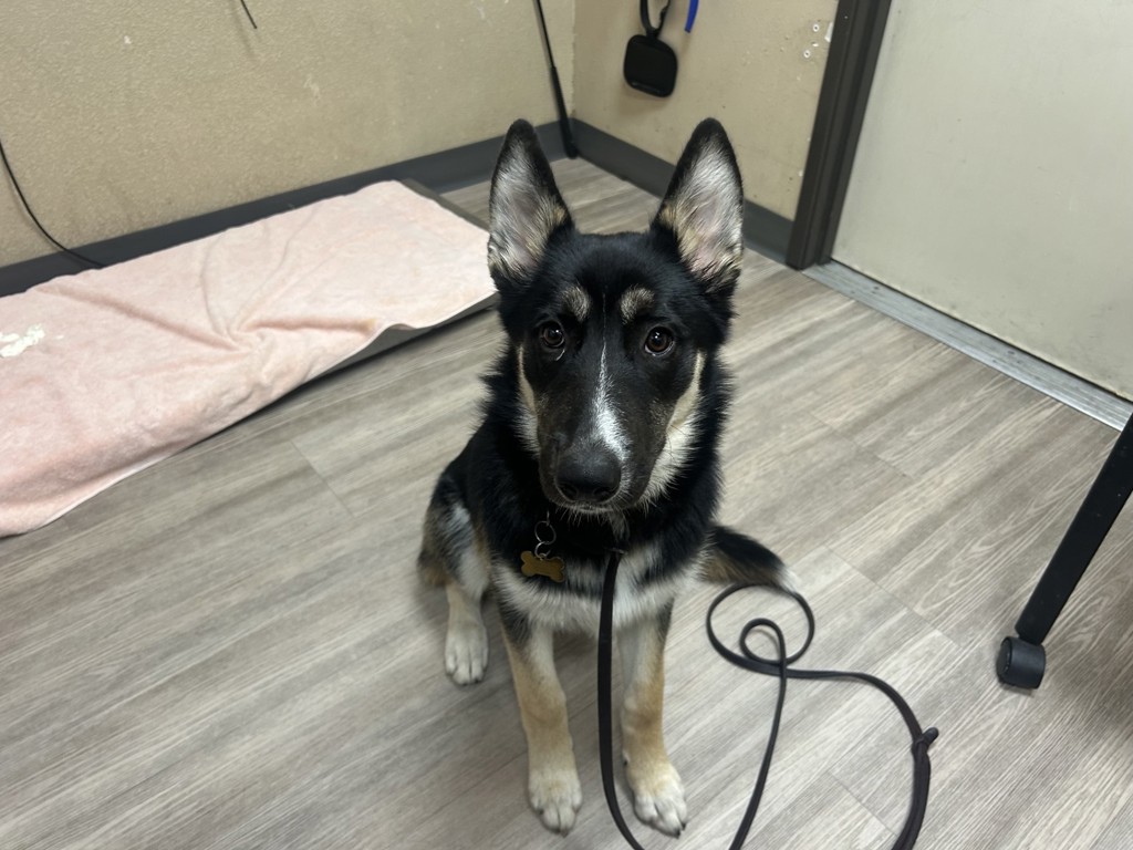 Shelter Stray Female Dog last seen Near Mission Avenue, Oceanside, CA, 92058, Oceanside, CA 92058, USA
