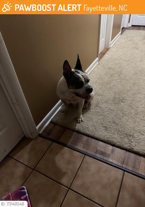 Found/Stray Female Dog last seen Beverly dr, Fayetteville, NC 28314