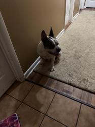Found/Stray Female Dog last seen Beverly dr, Fayetteville, NC 28314