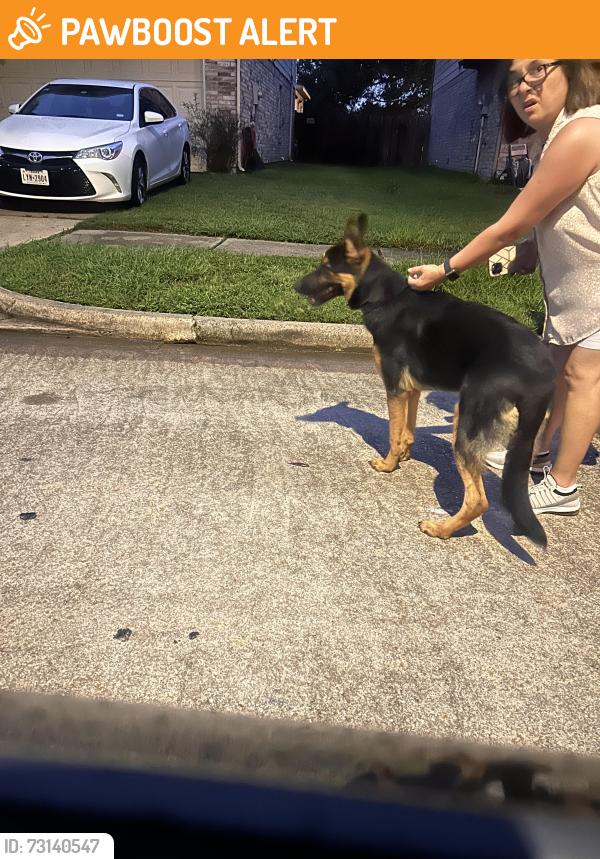 Found/Stray Male Dog last seen Bent springs Ln Katy Texas, Lakes Of Bridgewater, TX 77449