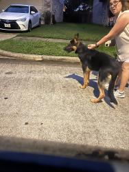 Found/Stray Male Dog last seen Bent springs Ln Katy Texas, Lakes Of Bridgewater, TX 77449