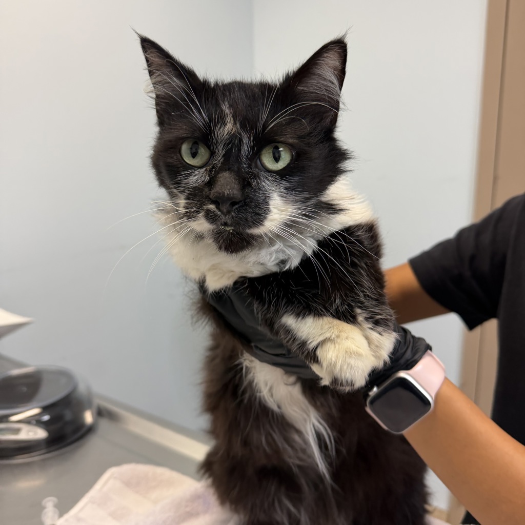Shelter Stray Female Cat last seen Near 38th Street, San Diego, CA, 92105, 5500 Gaines St, San Diego, CA 92110, USA