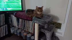 Lost Female Cat last seen Frobisher apmts Smythe Station, Ottawa, ON K1G 4G9