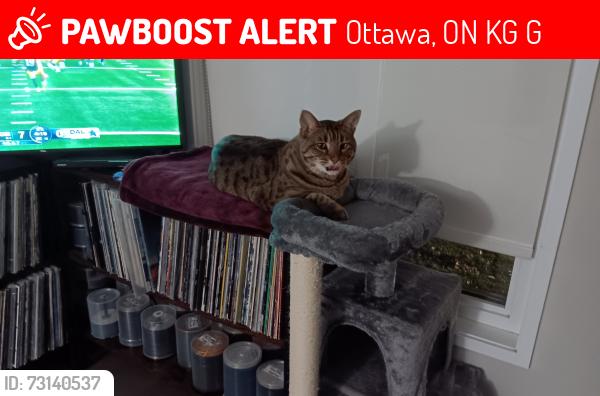 Lost Female Cat last seen Frobisher apmts Smythe Station, Ottawa, ON K1G 4G9
