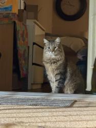 Reunited Male Cat last seen Near the canyon country apmts, Santa Clarita, CA 91351