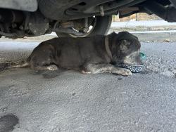 Found/Stray Unknown Dog last seen Near N Park Ave Fresno, CA 93701-1724, Fresno, CA 93701