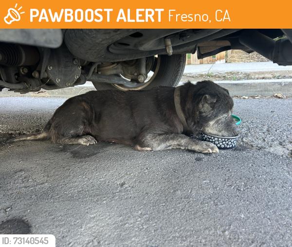 Found/Stray Unknown Dog last seen Near N Park Ave Fresno, CA 93701-1724, Fresno, CA 93701