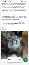 Lost Male Cat last seen West Cobbs Creek off Parmley, Yeadon, PA 19050