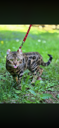 Lost Male Cat last seen Mercer and 1st, Seattle, WA 98109