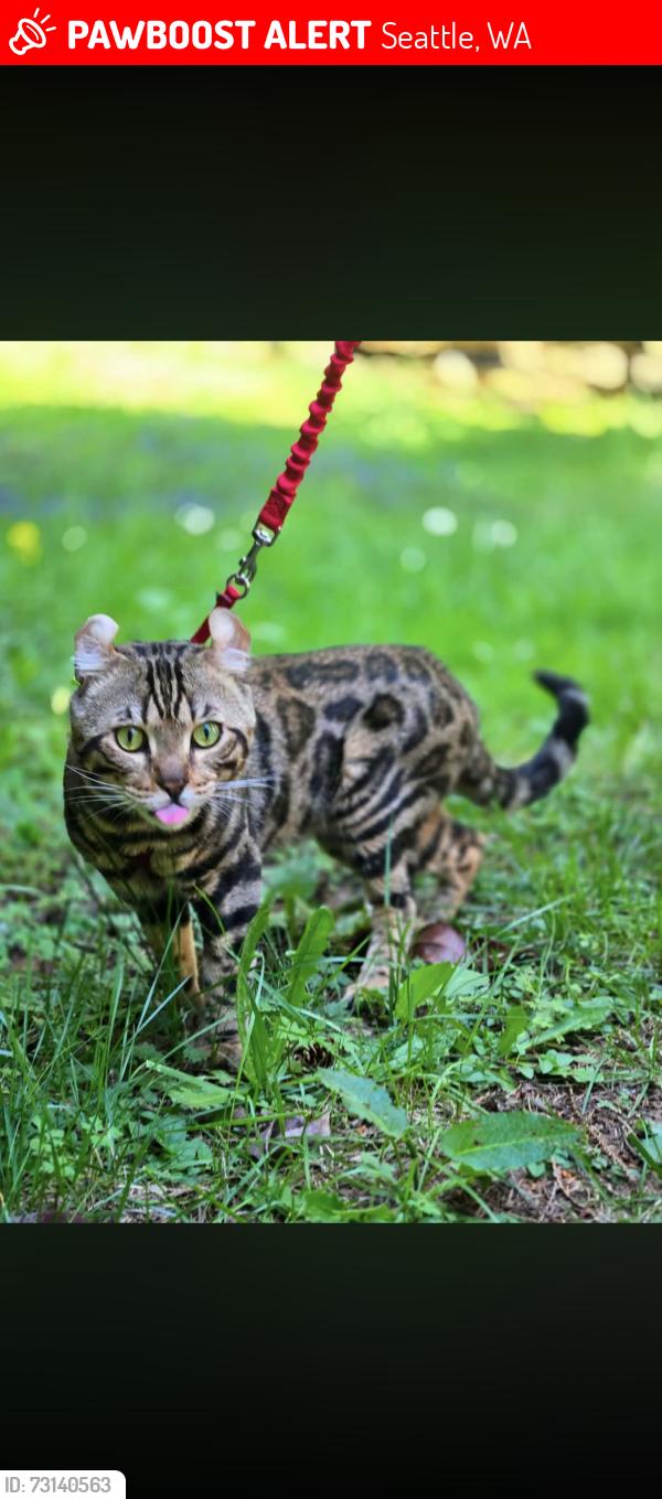 Lost Male Cat last seen Mercer and 1st, Seattle, WA 98109