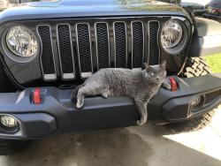 Lost Female Cat last seen Montgomery st and Denison, Las Vegas, NV 89123